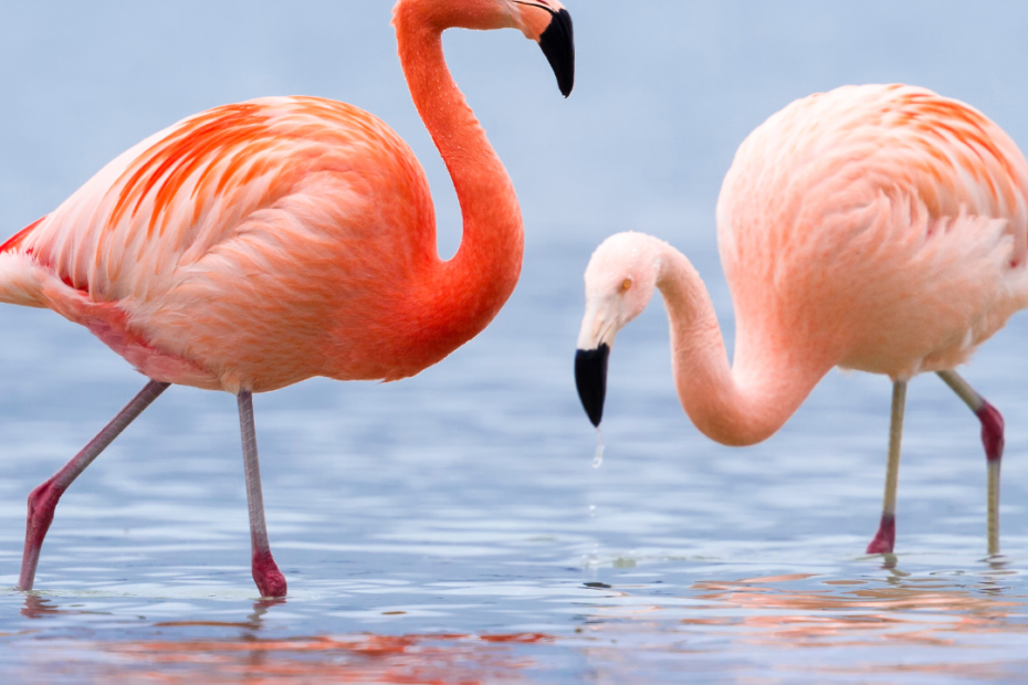 social proof flamingos in water